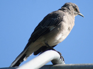 Bird metal pole blue sky - a blue sky background free wallpaper