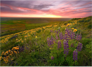 Wildflowers sunset pink sky clouds - a field of wildflowers free wallpaper