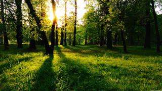 Grassy field trees sun shining - tree and a sun free wallpaper