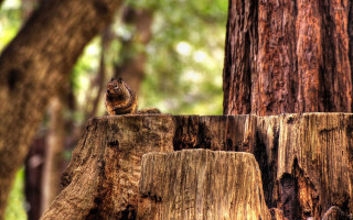 Squirrel tree stump forest trees - a squirrel free wallpaper