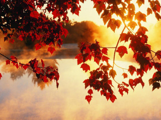 Tree branch red leaves water 3 - a sunset in the background free wallpaper for desktop