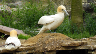 Birds rock grass trees background - a couple of birds free wallpaper