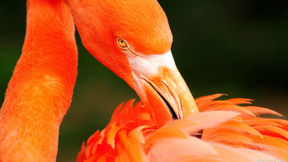 Flamingo closeup blurry background trees - fauvism free wallpaper