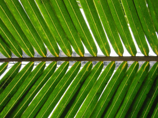 Green palm leaf macro bamboo - a black line free wallpaper