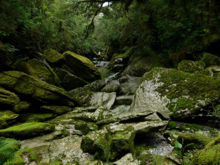 Stream lush forest rocks mossy 3 - mossy free wallpaper for desktop