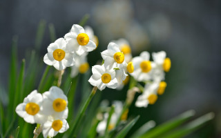 White yellow flowers vase green - green stem and leaves free wallpaper