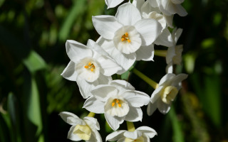 White flowers yellow centers garden 2 - yellow center free wallpaper