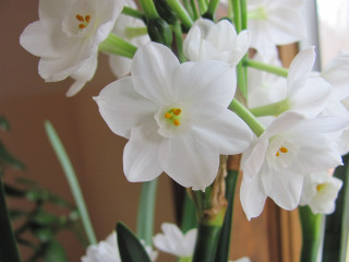 Vase filled white flowers table - white flower free wallpaper