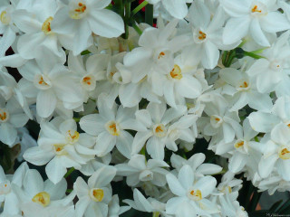 White flowers yellow centers vase 2 - yellow center free wallpaper