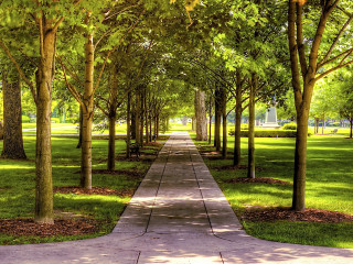 Walkway park trees grass bench - tree and grass free wallpaper