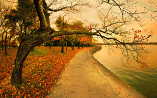 Path water trees background leaves 2 - arthur quartley free wallpaper