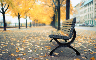 Park bench fall leaves trees - a row of trees free wallpaper