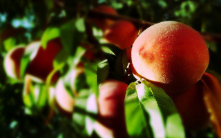 Peach hanging tree leaves blurred - the branch of a tree free wallpaper