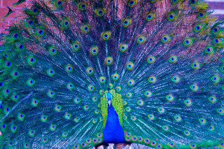 Peacock feathers display blue green - charles bird king free wallpaper