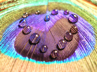 Peacock feather water drops multicolored - feather free wallpaper