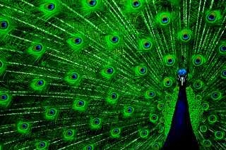 Peacock feathers spread tail display 7 - a peacock free wallpaper