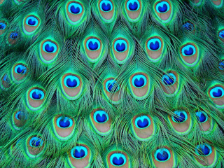 Peacock feathers closeup blue eyes - male free wallpaper