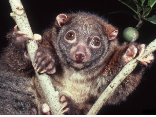 Small animal tree branch green - a green apple free wallpaper