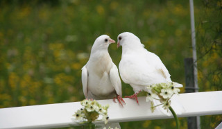 White birds white rail flowers - two white bird free wallpaper