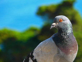 Pigeon closeup tree blue sky - a tree in the background free wallpaper
