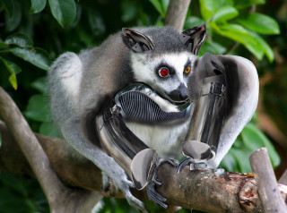 Lemur tree branch camera looking - cyborg free wallpaper