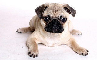 Small pug dog laying white - a white floor free wallpaper