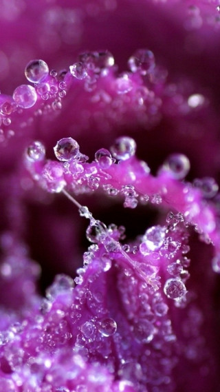 Purple flower water droplets macro 33 - water droplet free wallpaper for mobile