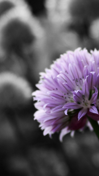 Purple flower blurry background rocks - shallow free wallpaper for mobile