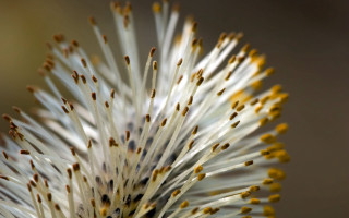 White flower yellow tips macro - a white flower free wallpaper