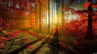 Forest bench red leaves sunlight - light ray free wallpaper
