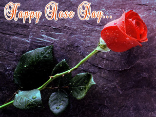 Red rose water droplets happy - a single red rose free wallpaper