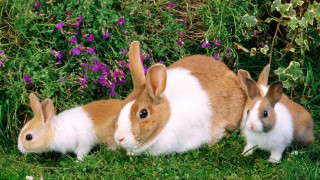 Three rabbits sitting grass flowers - beatrix potter free wallpaper