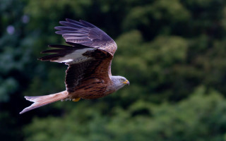 Bird of prey flying over - a bird of prey free wallpaper