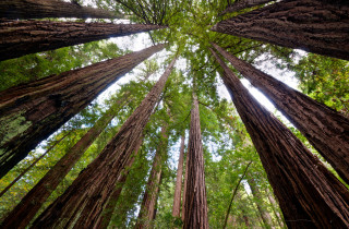 Forest trees sky clouds view - alson s. clark free wallpaper