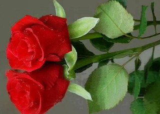 Red rose water droplets reflection - a red rose free wallpaper