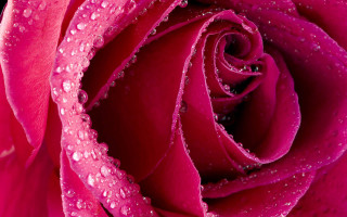 Pink rose water droplets macro 28 - anne dunn free wallpaper for desktop