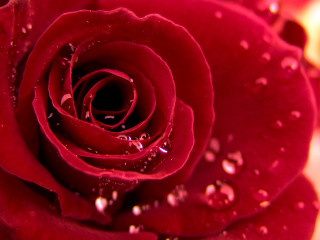 Close up red rose water - petal free wallpaper