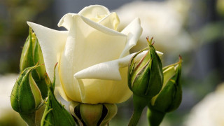 White rose buds blurry background 2 - white flower free wallpaper