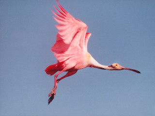 Pink bird flying blue sky - bert stern free wallpaper
