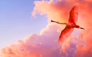 Large bird flying pink clouds - a large bird free wallpaper for desktop