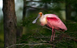 Pink bird long beak branch - a branch in a tree free wallpaper