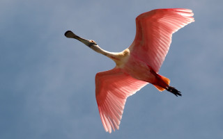 Pink bird flying blue sky 2 - bird free wallpaper