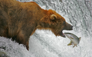 Bear catching fish waterfall air - a bear free wallpaper