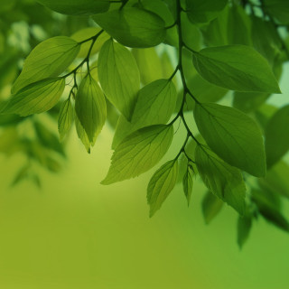 Green leafy branch bokeh nature 2 - art green free wallpaper for tablet
