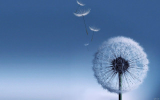 Dandelion blowing wind blue sky 18 - a dandelion free wallpaper