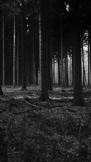 Black white forest moonlight starry - free forest wallpaper for mobile