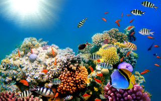 Colorful coral reef fish sunlight 2 - ernst haeckel free wallpaper