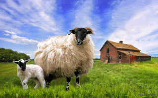 Sheep lamb field barn house - evaline ness free wallpaper for desktop