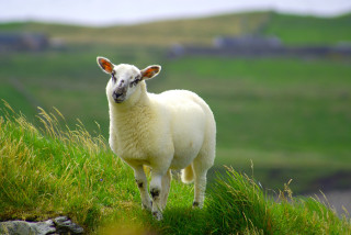 Sheep grassy hill sky background - a sheep free wallpaper