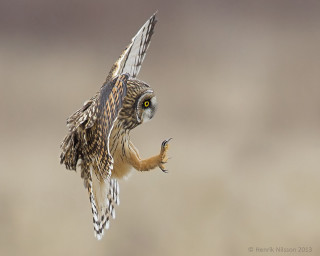 Bird flying wings spread eyes - eye open free wallpaper